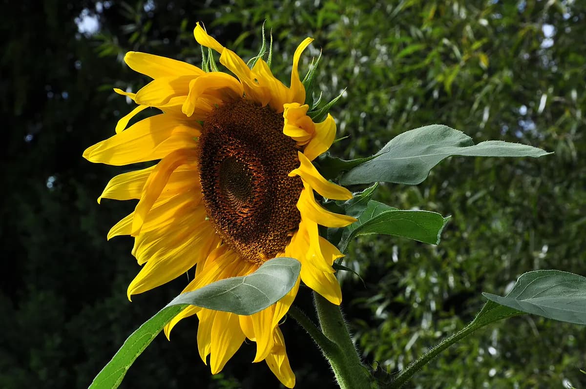 Girasol — foto real