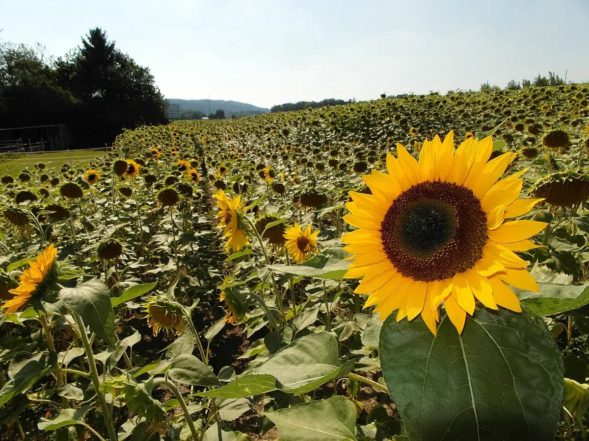 Girasol — foto real