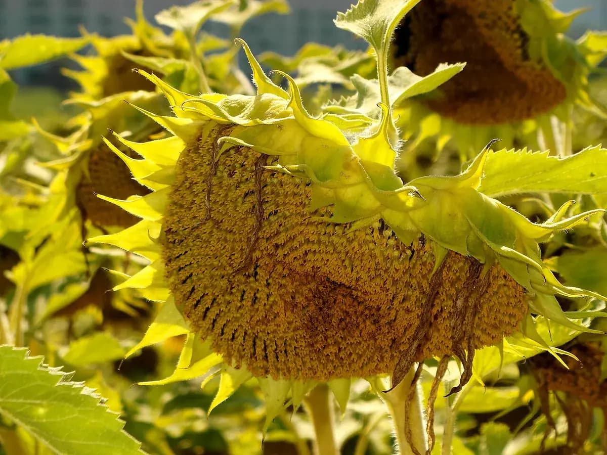 Girasol enano — foto real