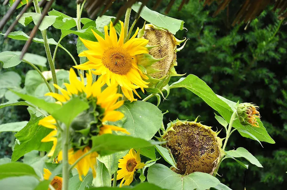 Girasol enano — foto real