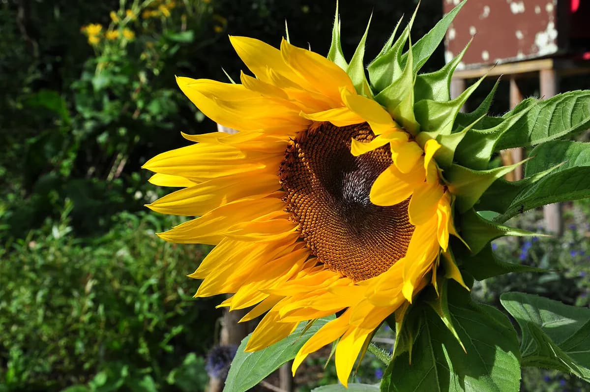 Girasol enano — foto real