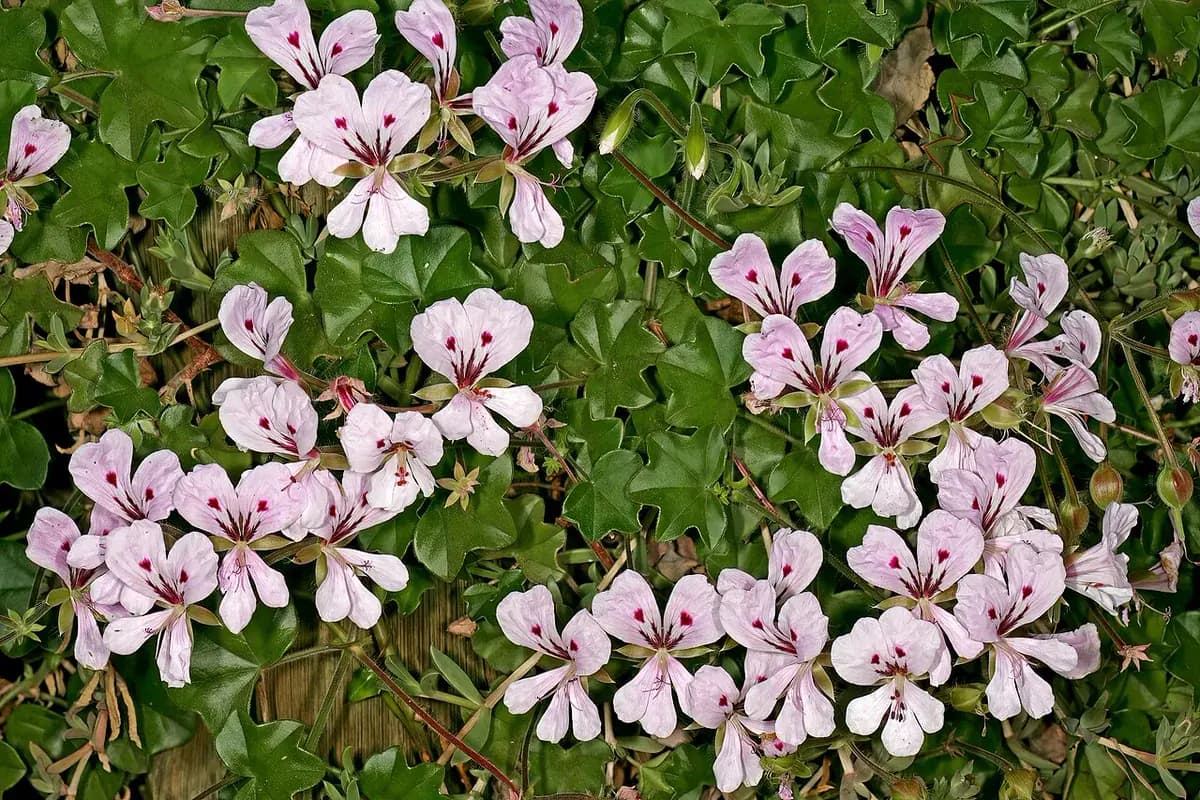 Gitanilla — foto real