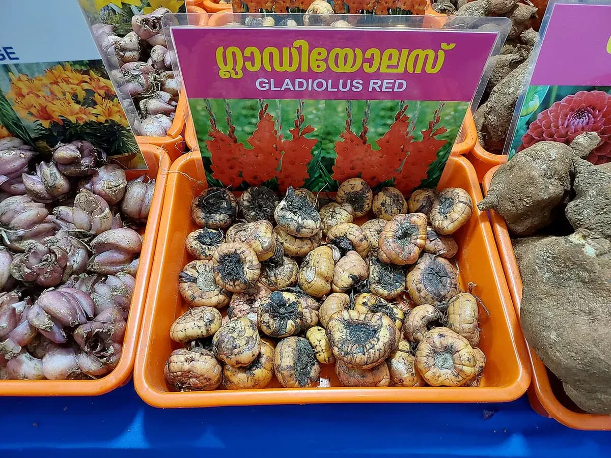 Gladiolo enano — foto real