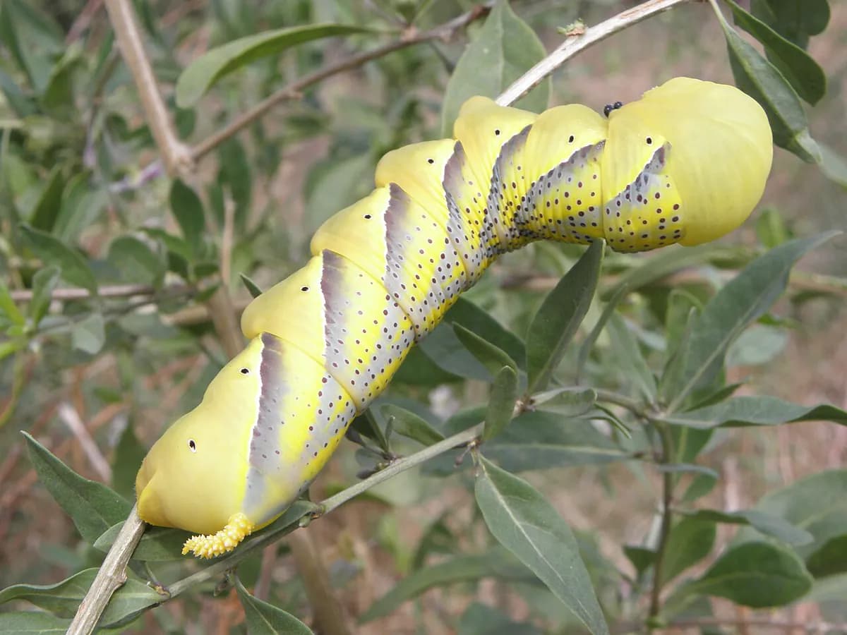 Goji — foto real