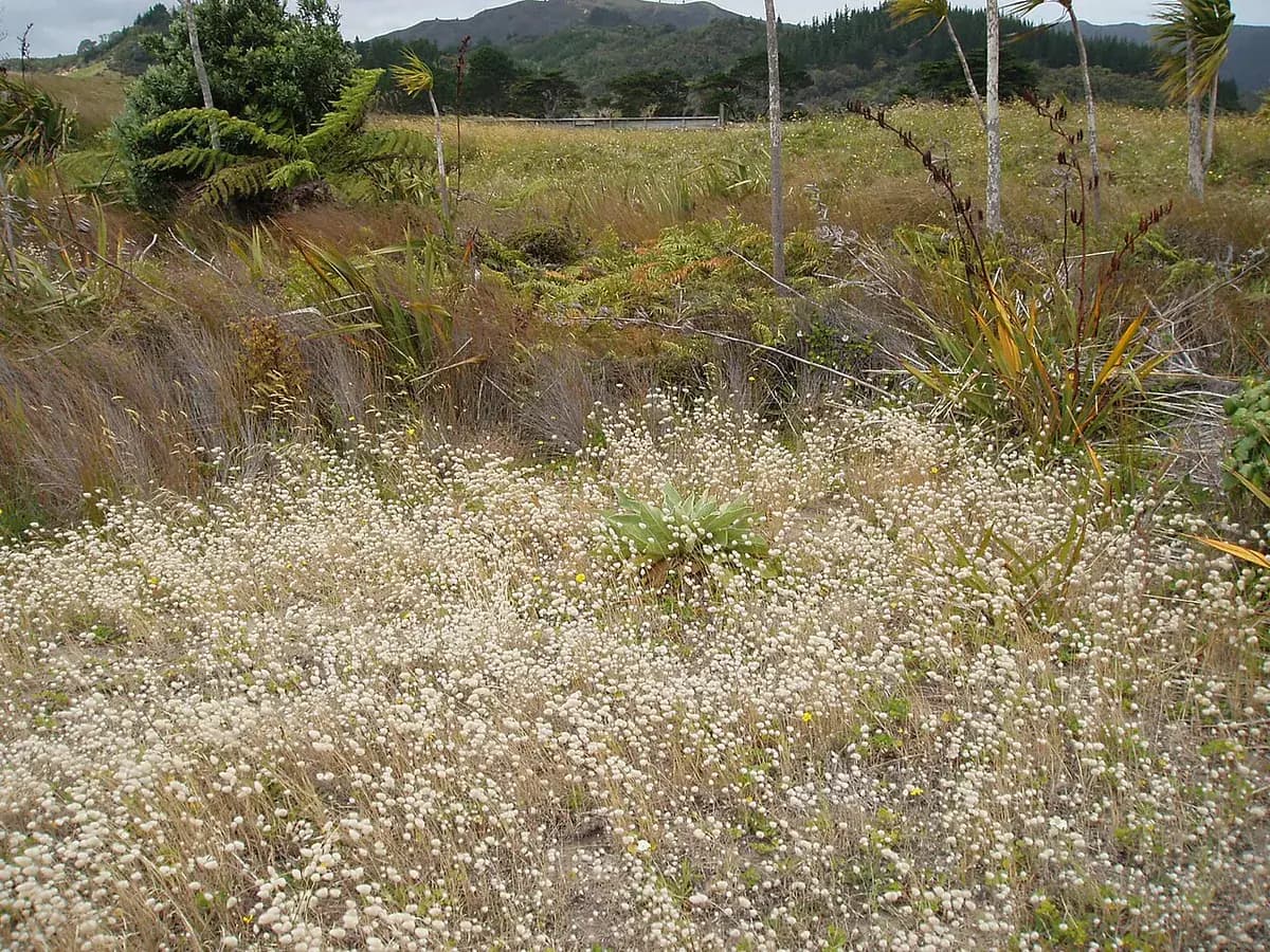 Gordolobo — foto real