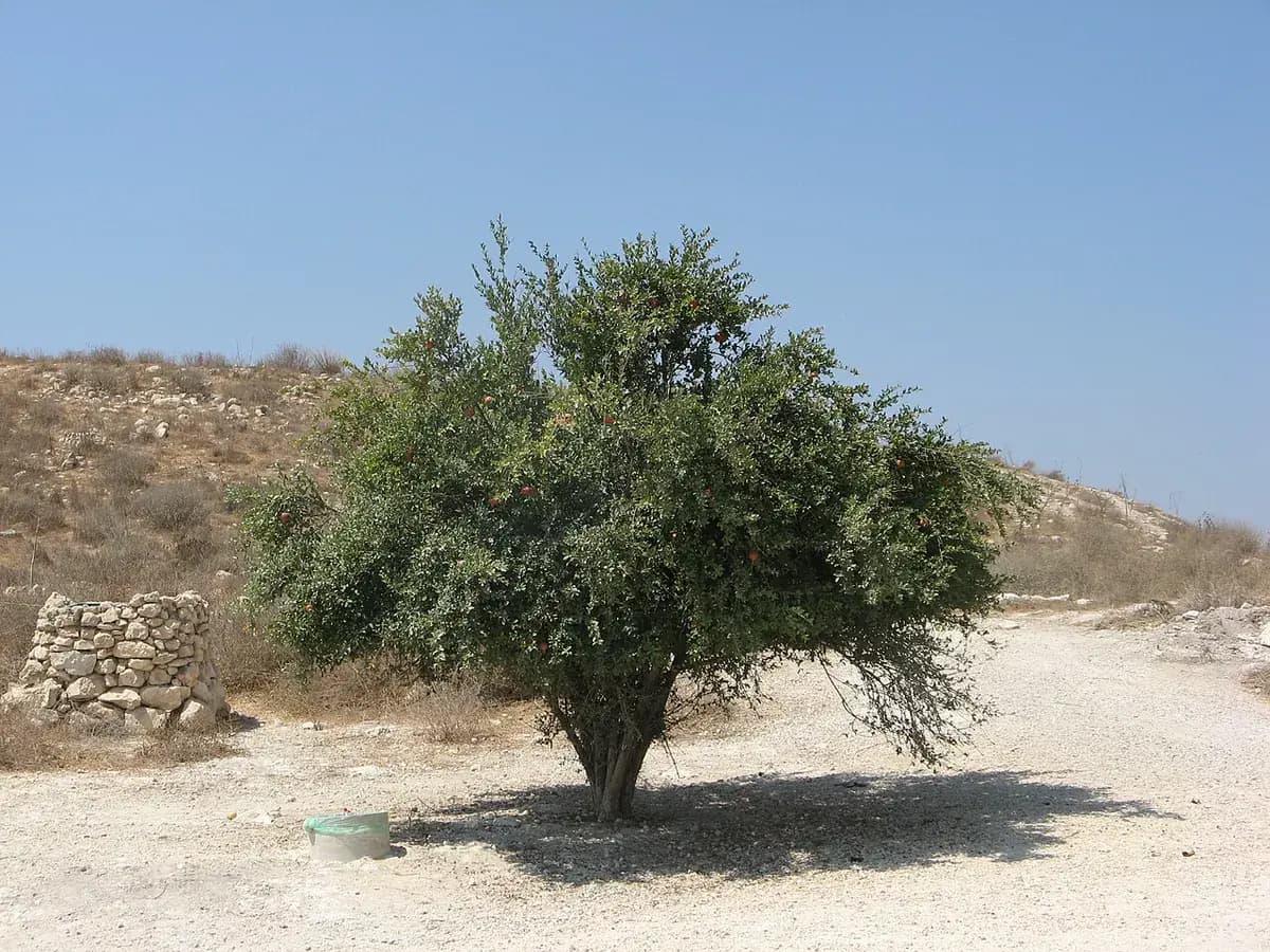 Granado Mollar de Elche — foto real