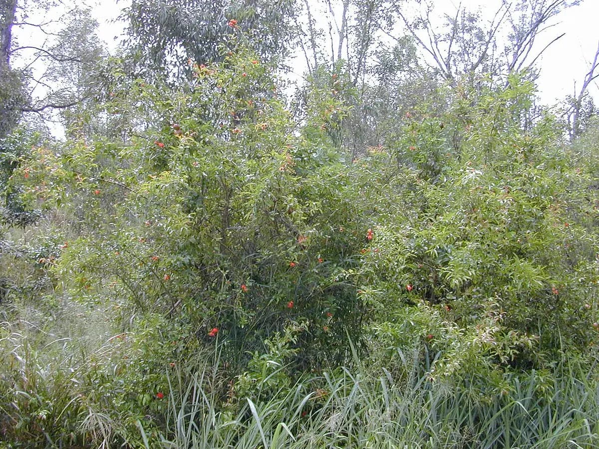 Granado Mollar de Elche — foto real