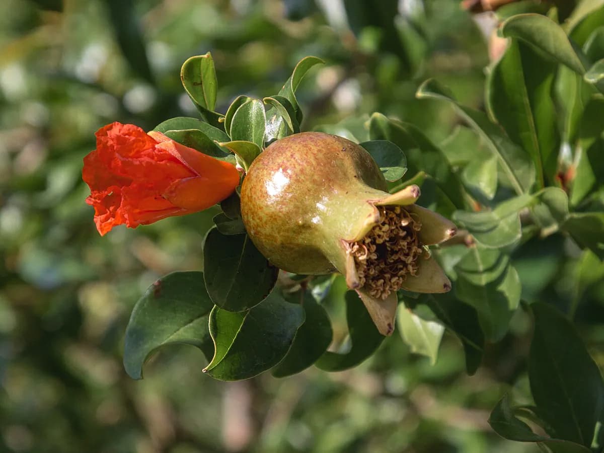 Granado Mollar de Elche — foto real