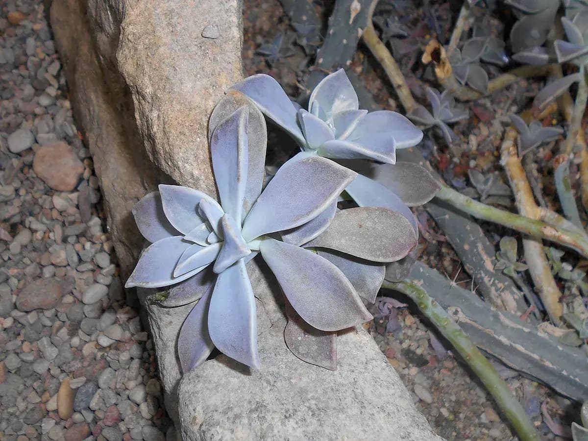 Graptopetalum (planta fantasma) — foto real