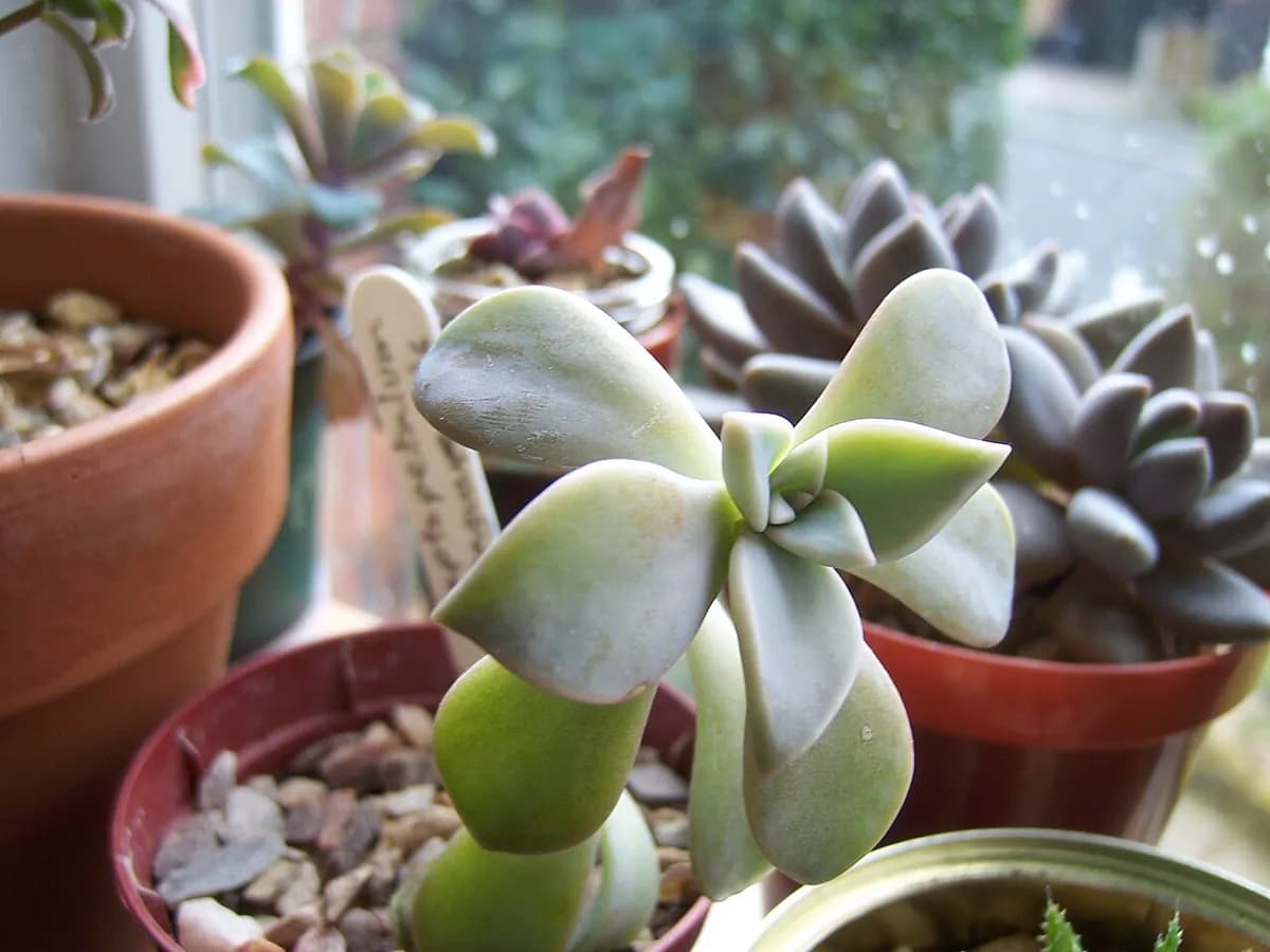 Graptopetalum (planta fantasma) — foto real