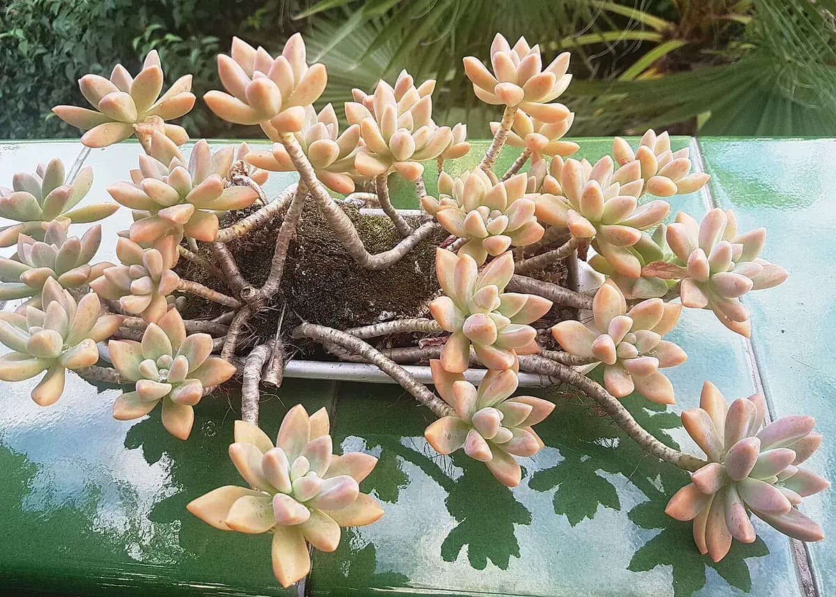Graptopetalum (planta fantasma) — foto real