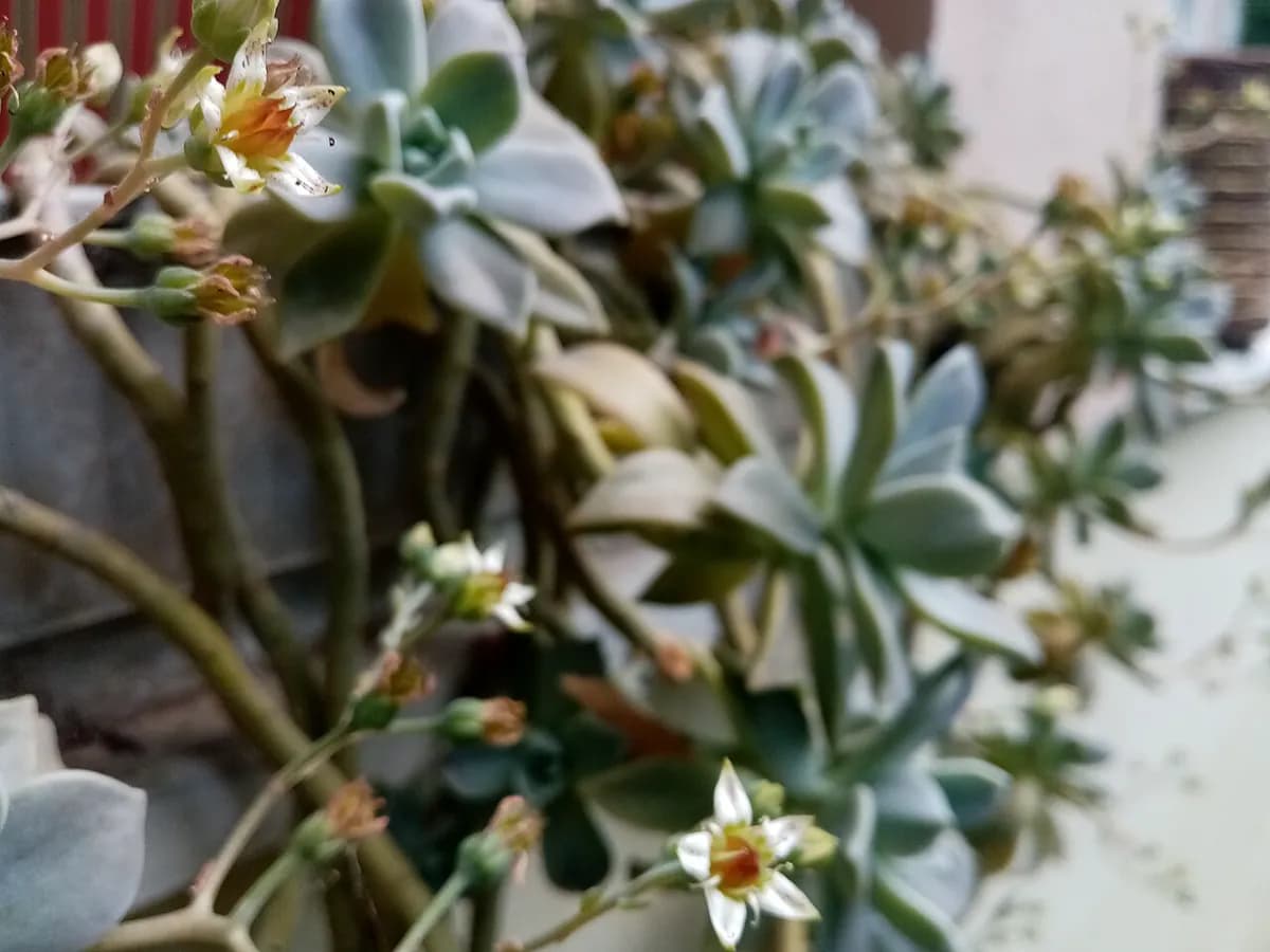 Graptopetalum (planta fantasma) — foto real