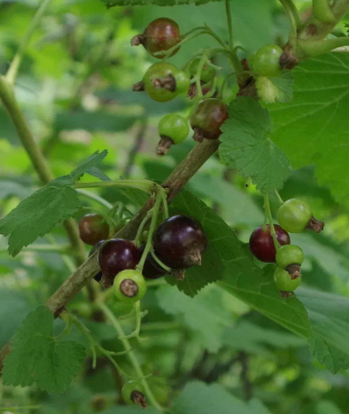 Grosellero negro (cassis) — foto real