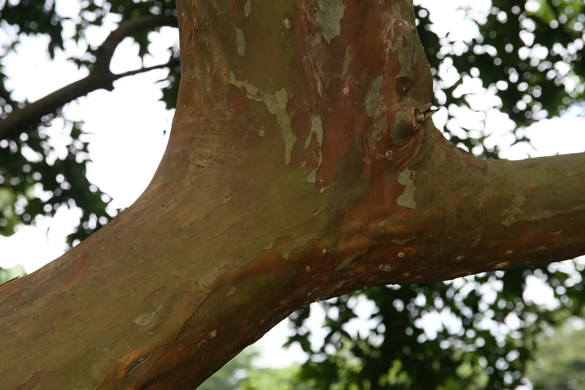 Guayabo — foto real