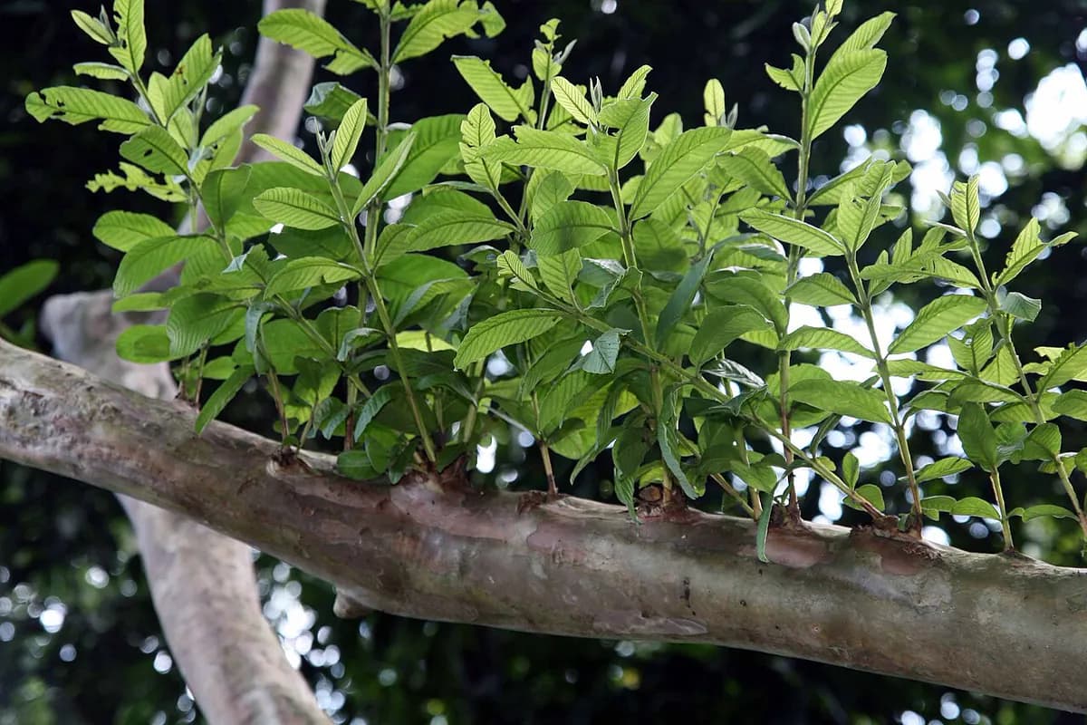 Guayabo — foto real