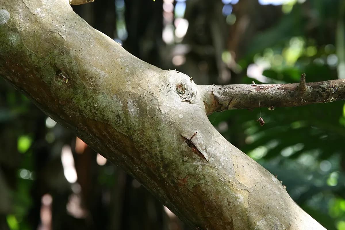 Guayabo — foto real