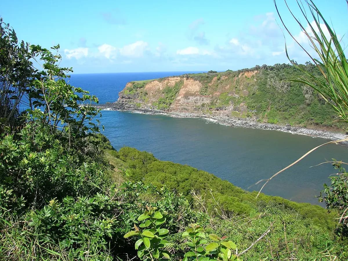 Guayabo — foto real
