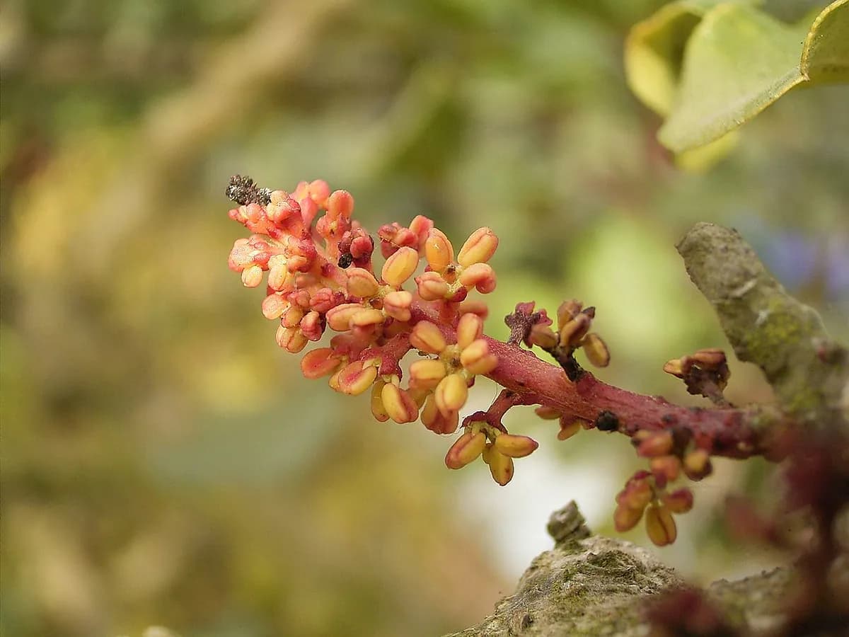 Guayabo fresa — foto real