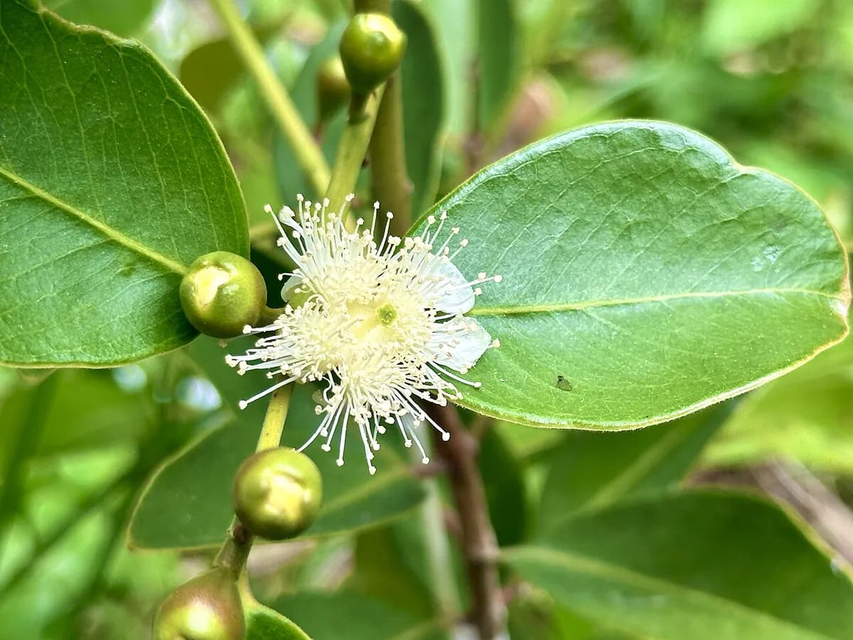 Guayabo fresa — foto real