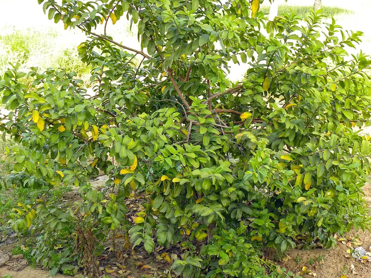 Guayabo fresa — foto real