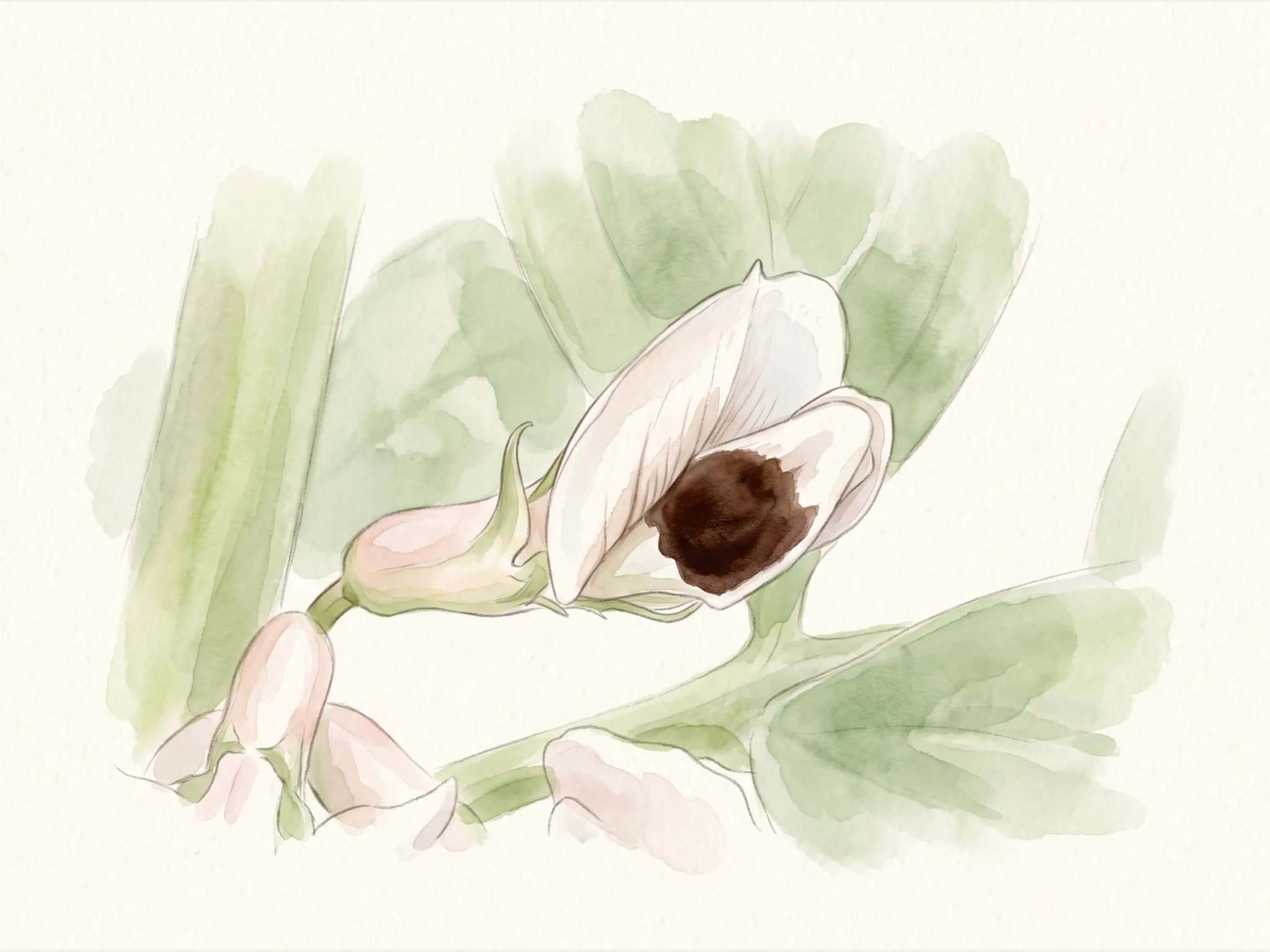 Haba muchamiel — flor (IA)