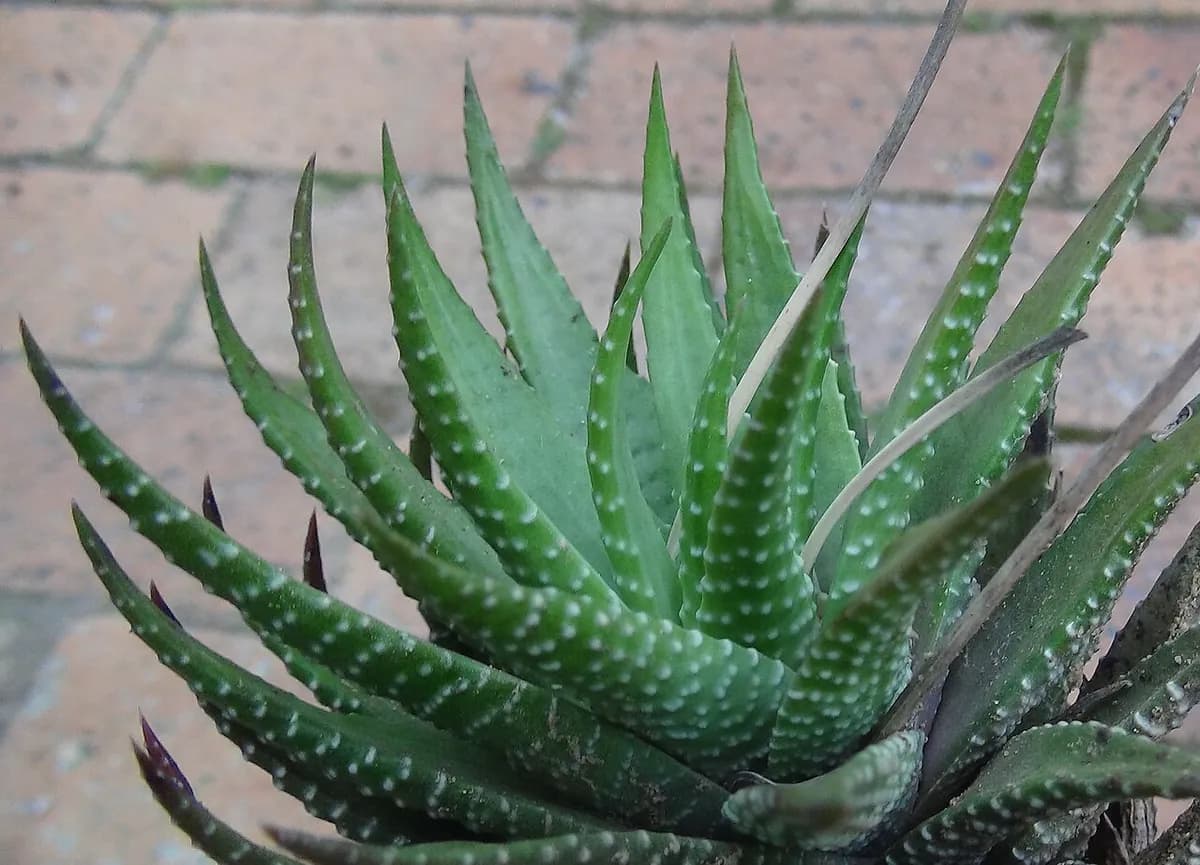 Haworthia zebra — foto real
