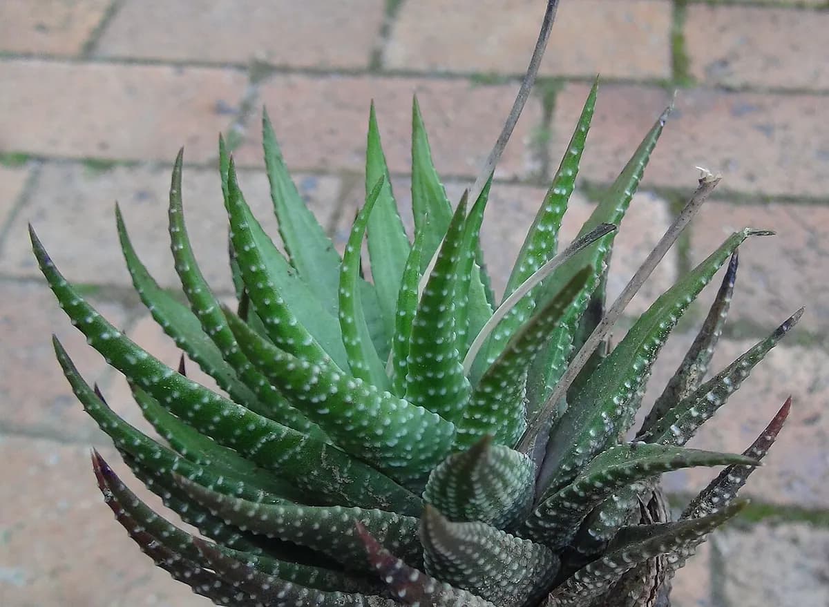 Haworthia zebra — foto real