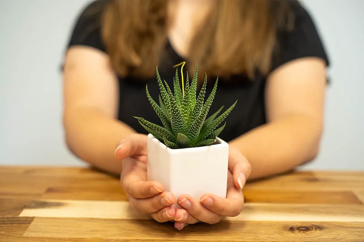 Haworthia zebra — foto real