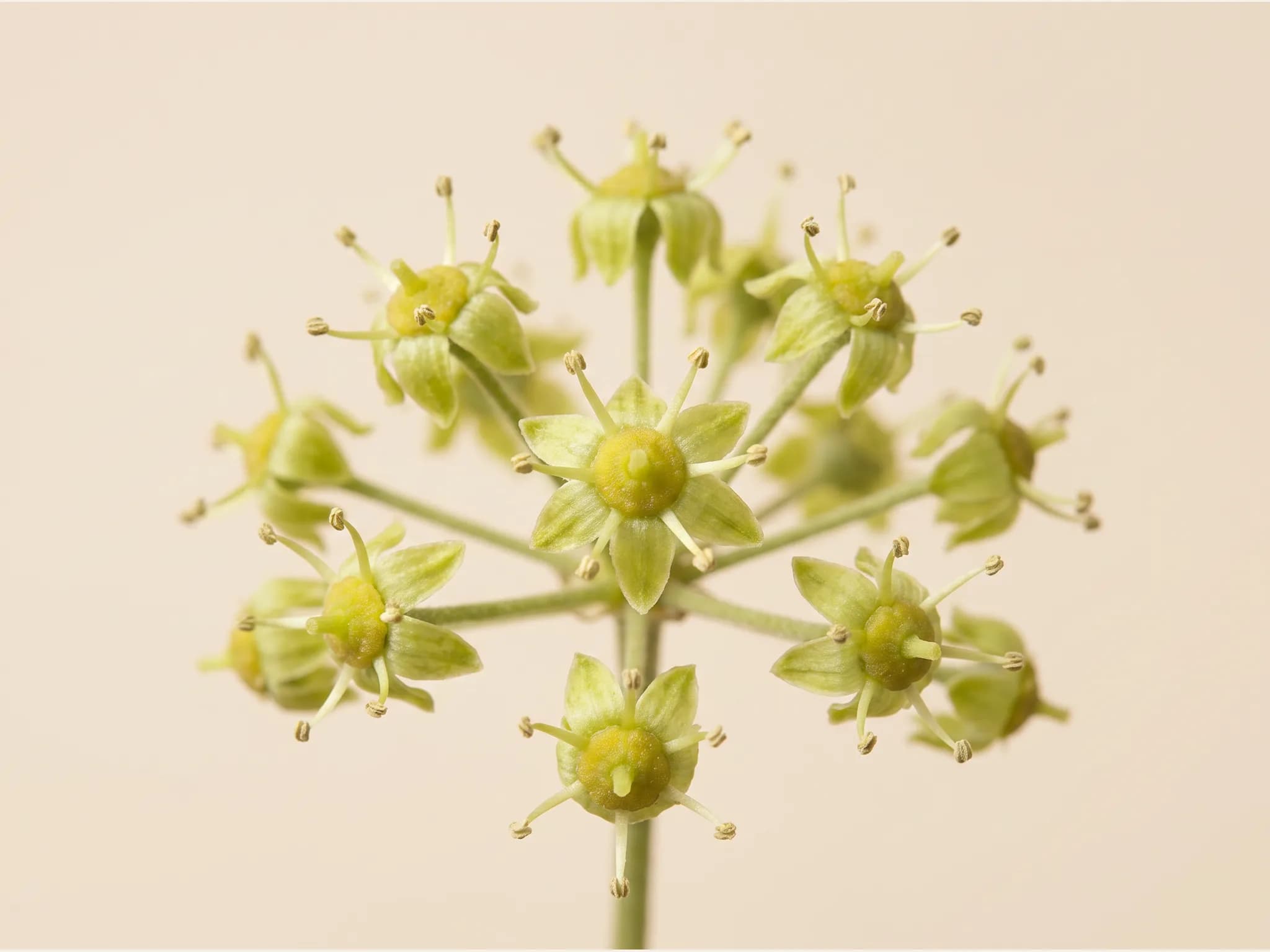 Hedera helix interior — flor (IA)