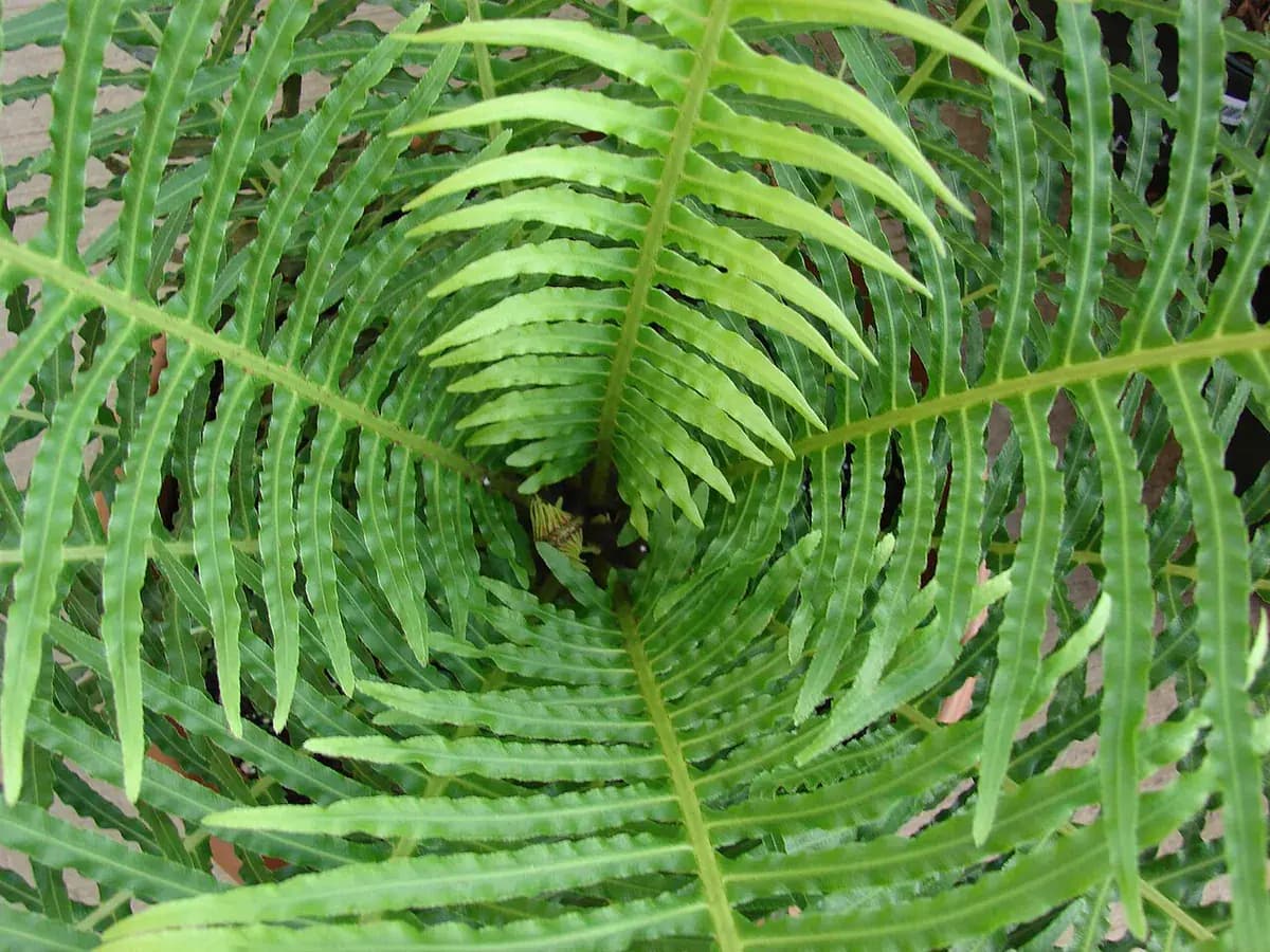 Blechnum — foto real