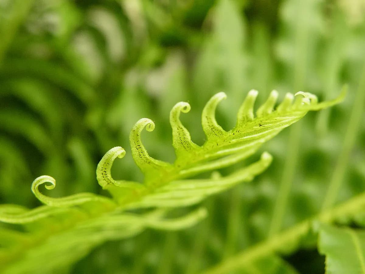 Blechnum — foto real