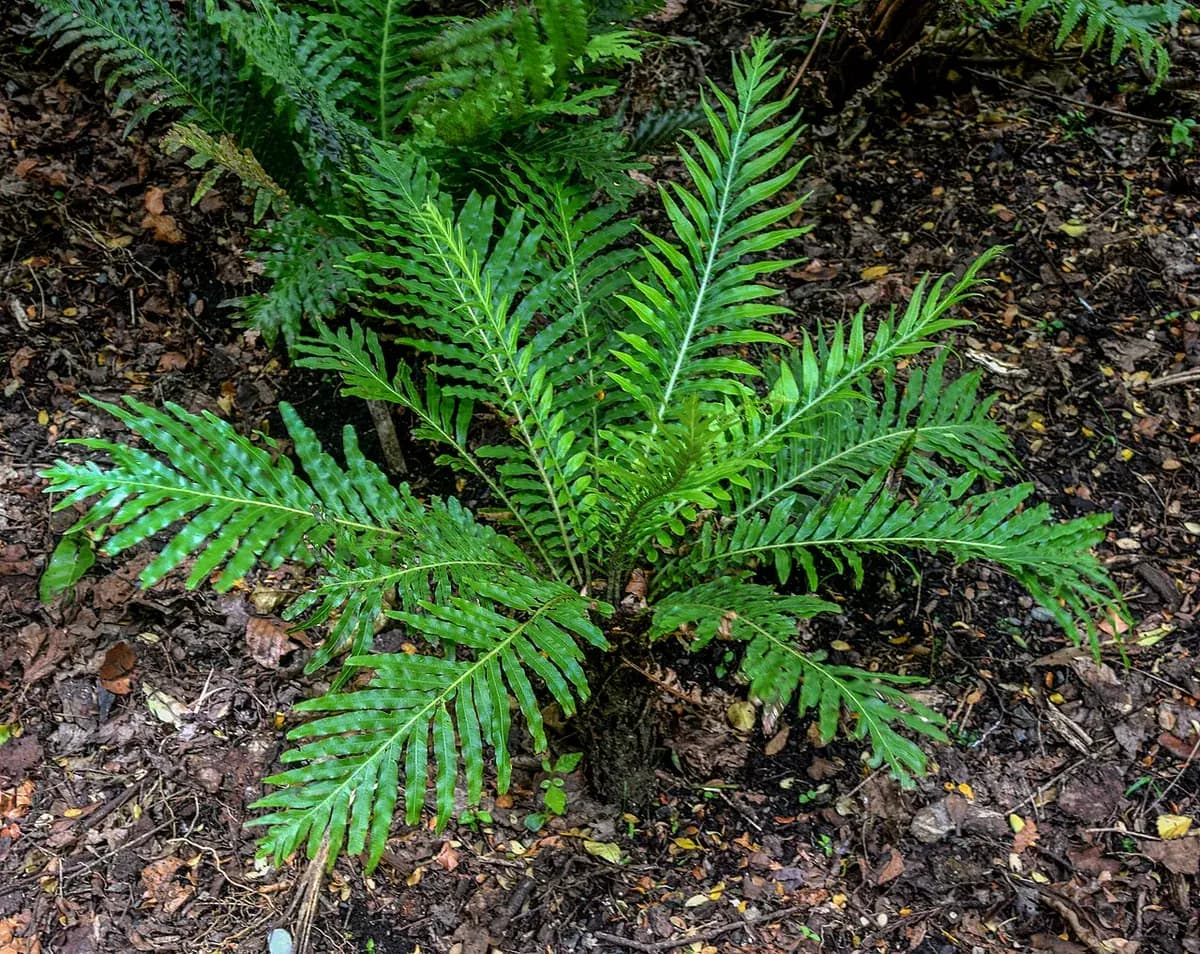 Blechnum — foto real