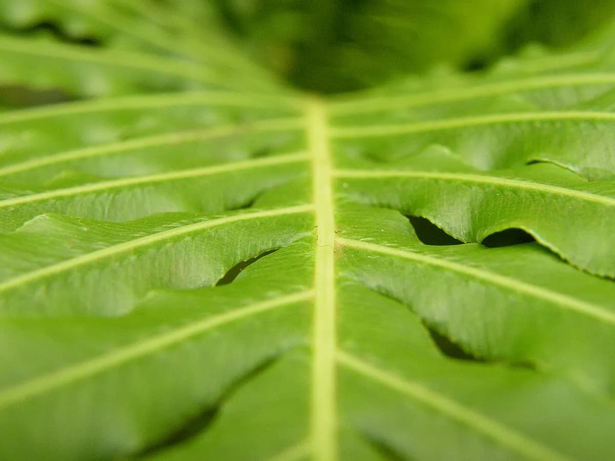 Blechnum — foto real