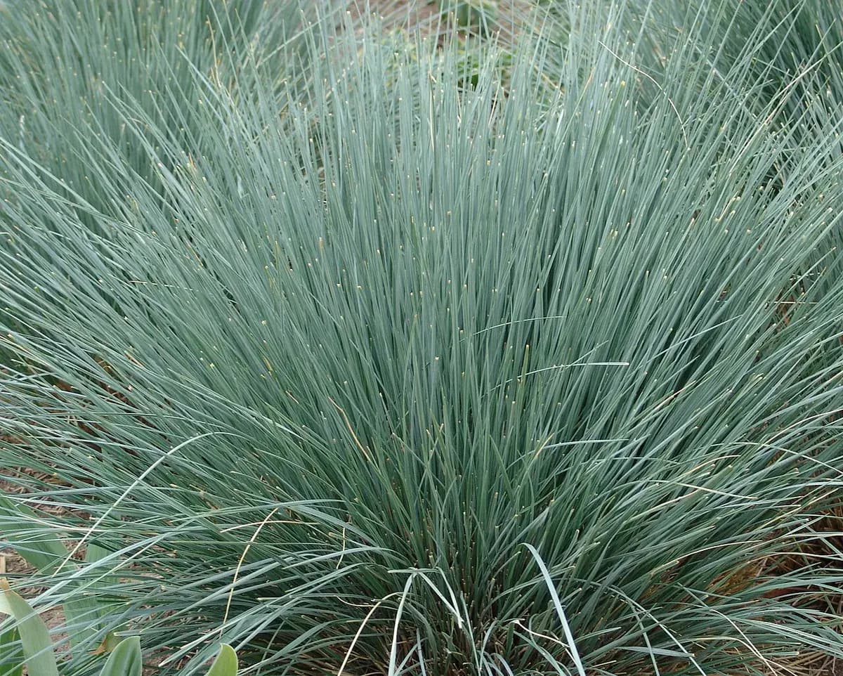 Avena azul — foto real