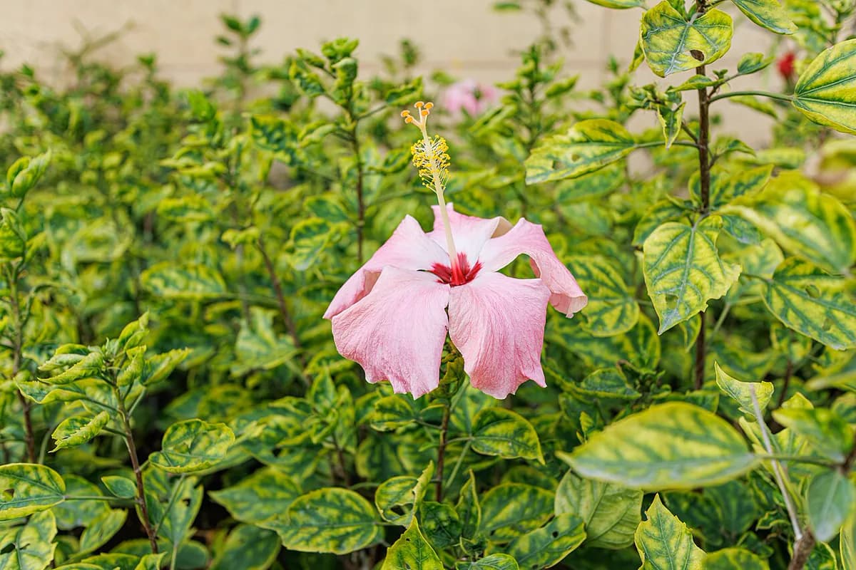 Hibiscus (China rose) — foto real