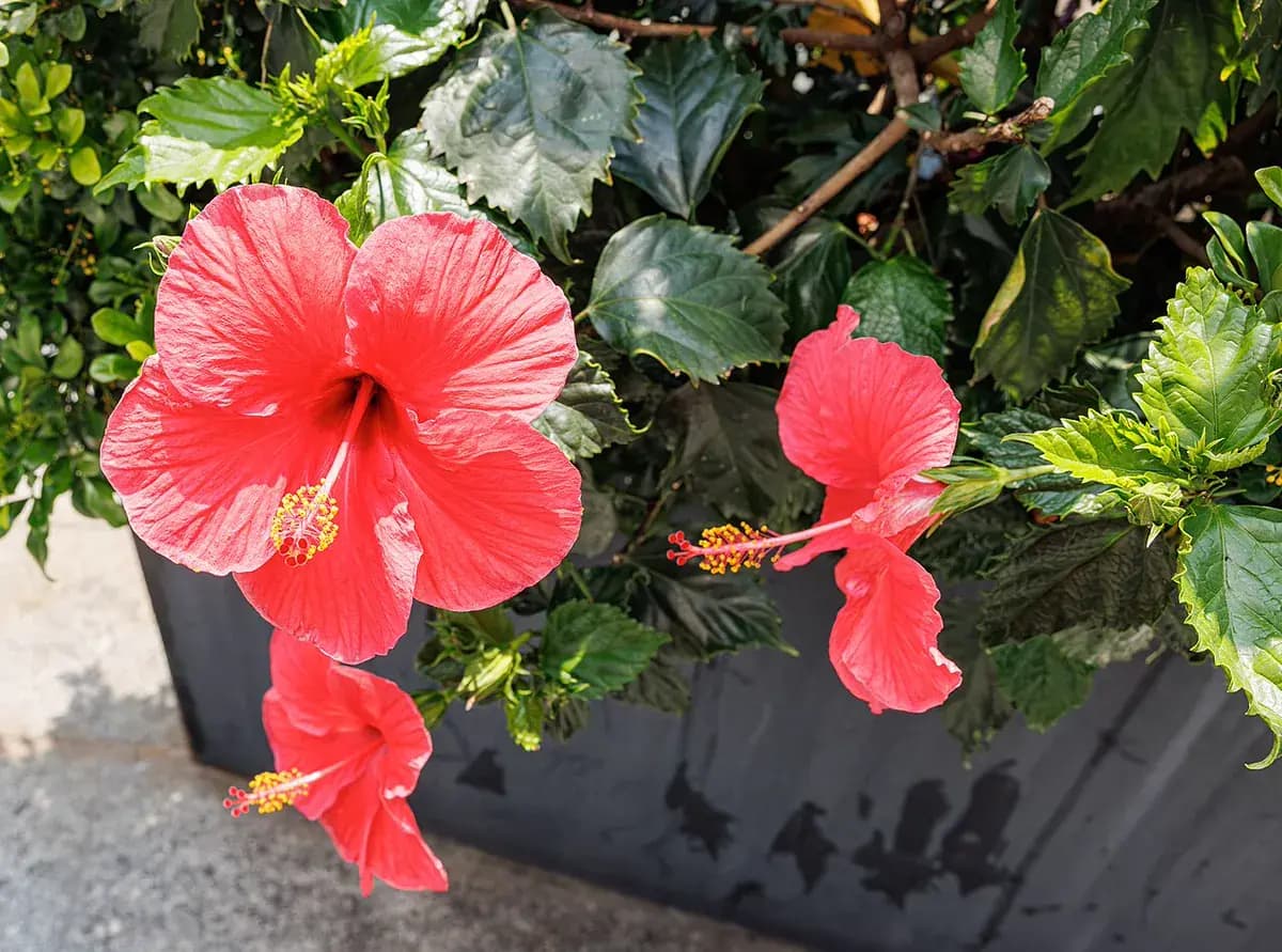 Hibiscus (China rose) — foto real