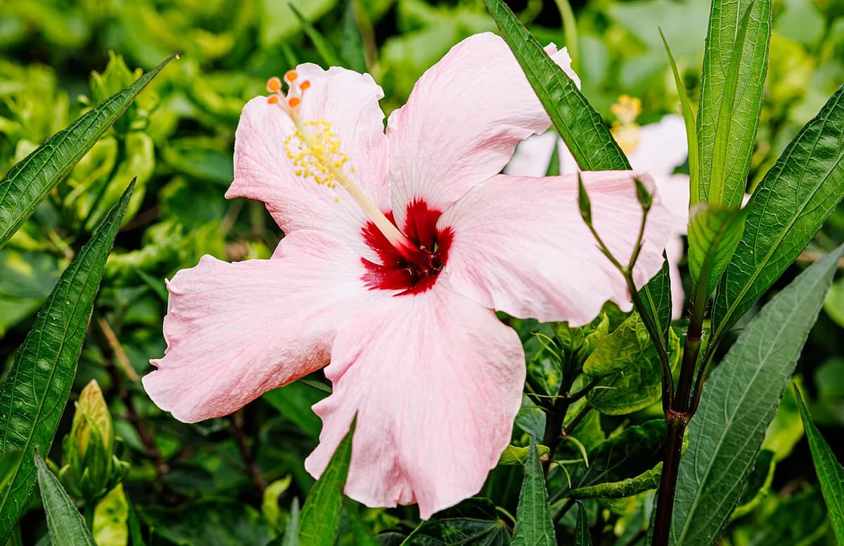 Hibiscus (China rose) — foto real
