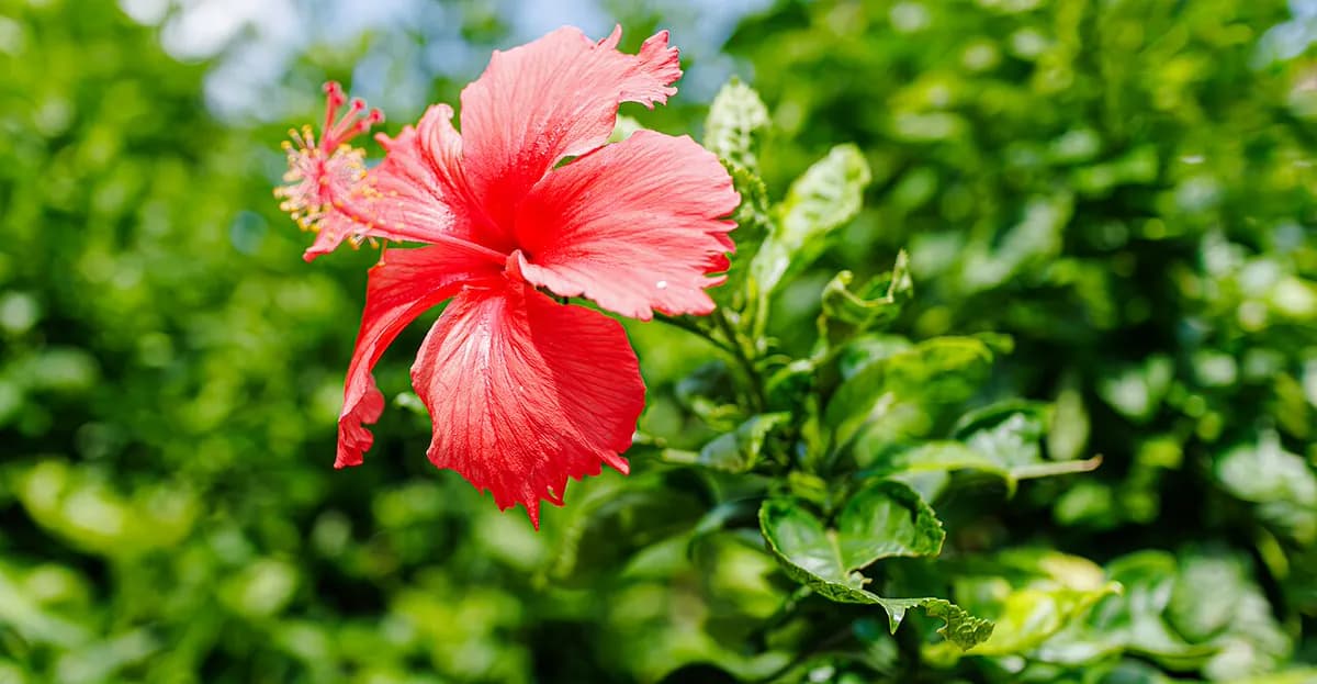 Hibiscus (China rose) — foto real