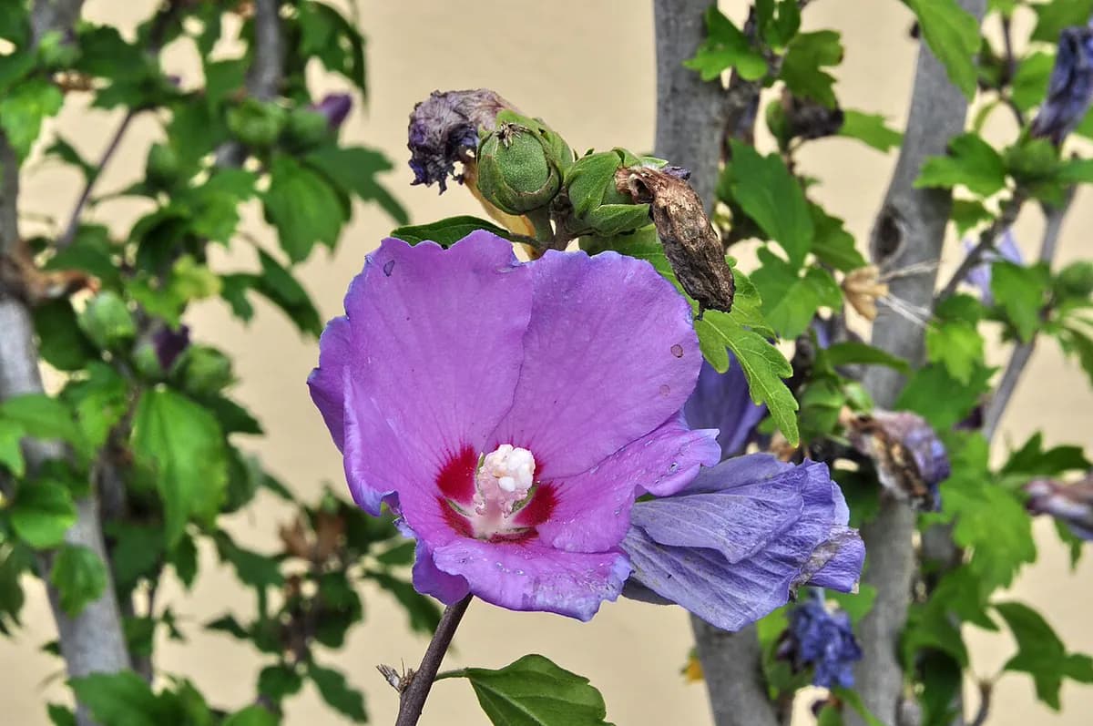 Rosa de Siria — foto real