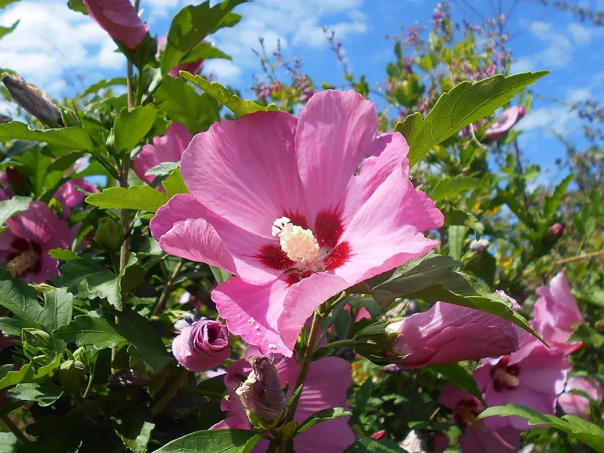 Rosa de Siria — foto real