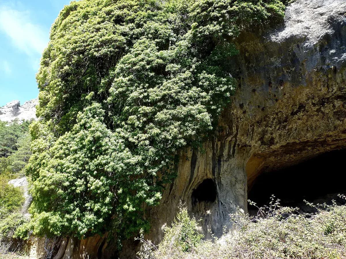 Hiedra común — foto real