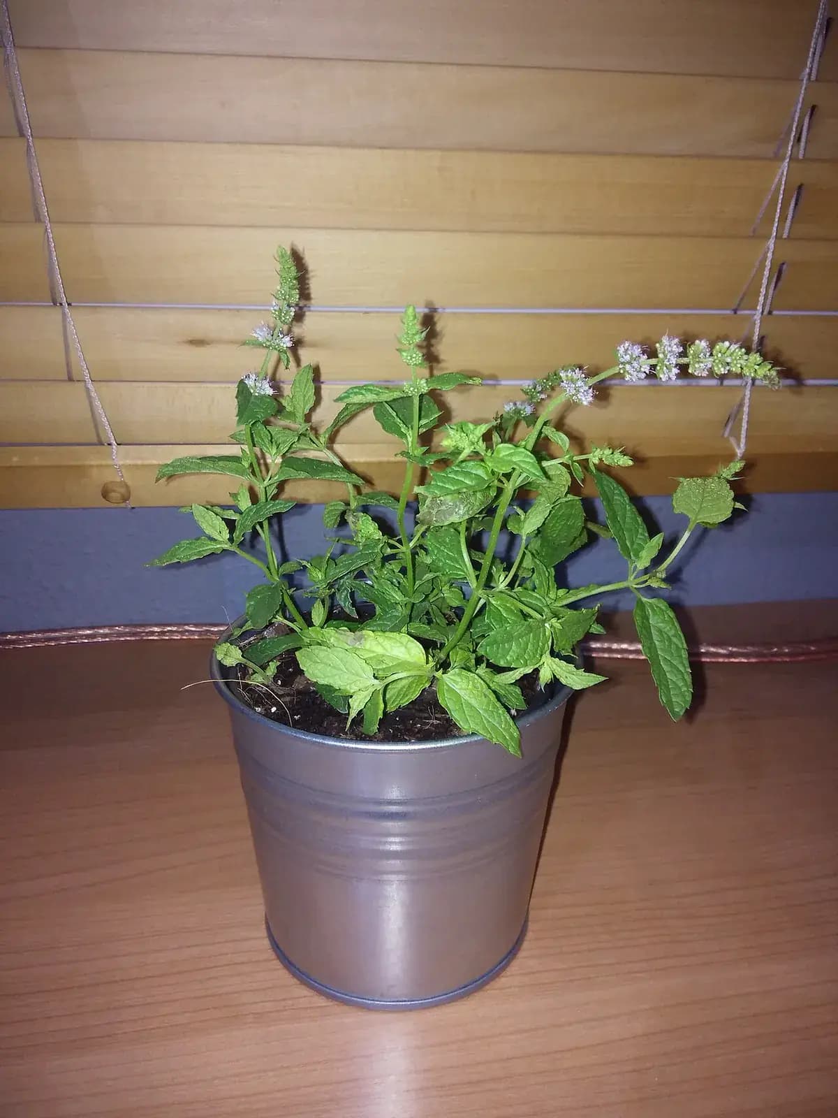 Hierbabuena silvestre — foto real