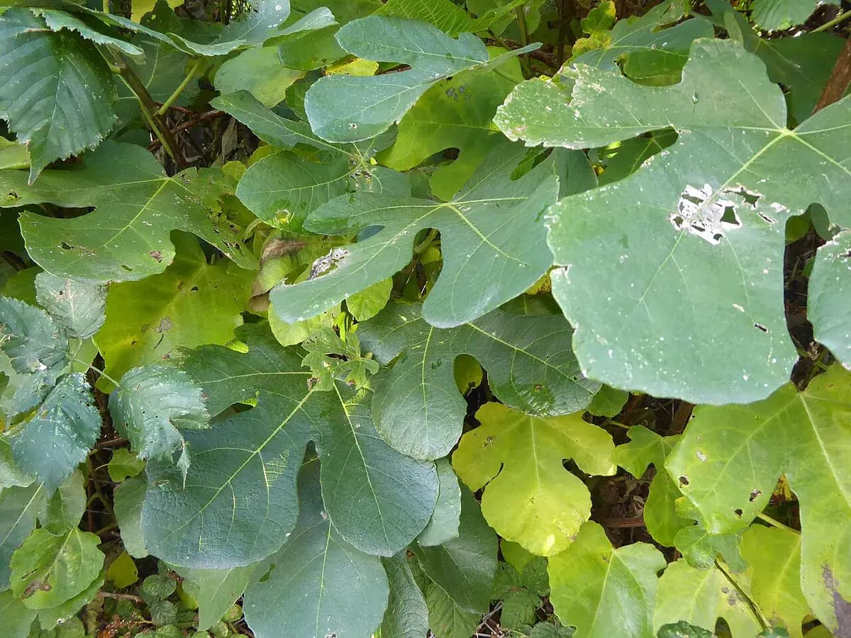 Higuera Cuello de Dama — foto real
