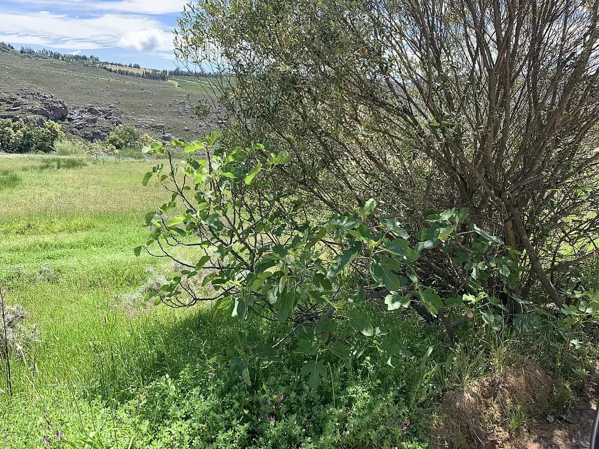 Higuera Cuello de Dama — foto real