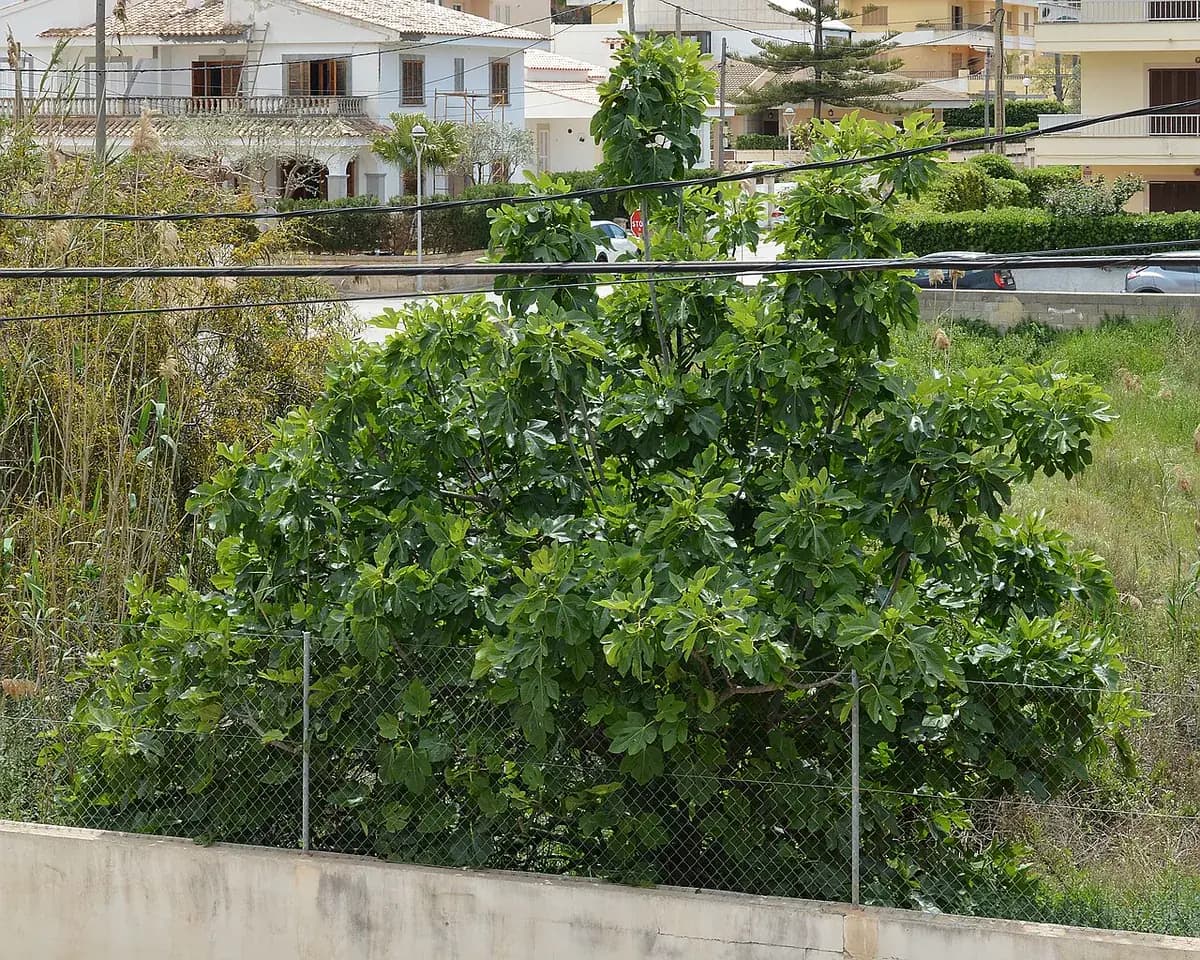 Higuera de San Pedro — foto real