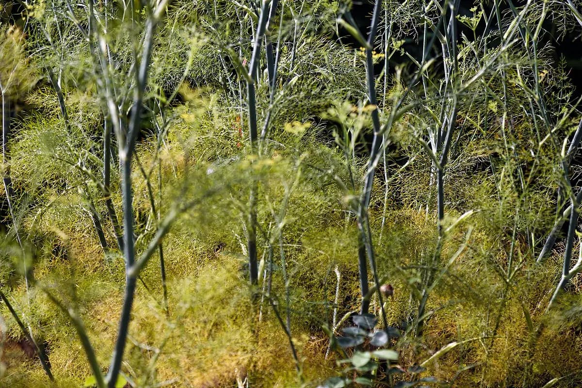 Hinojo bulboso — foto real