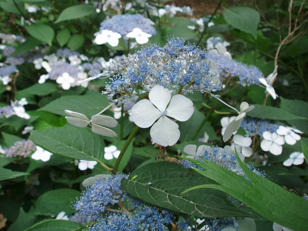 Hortensia — foto real