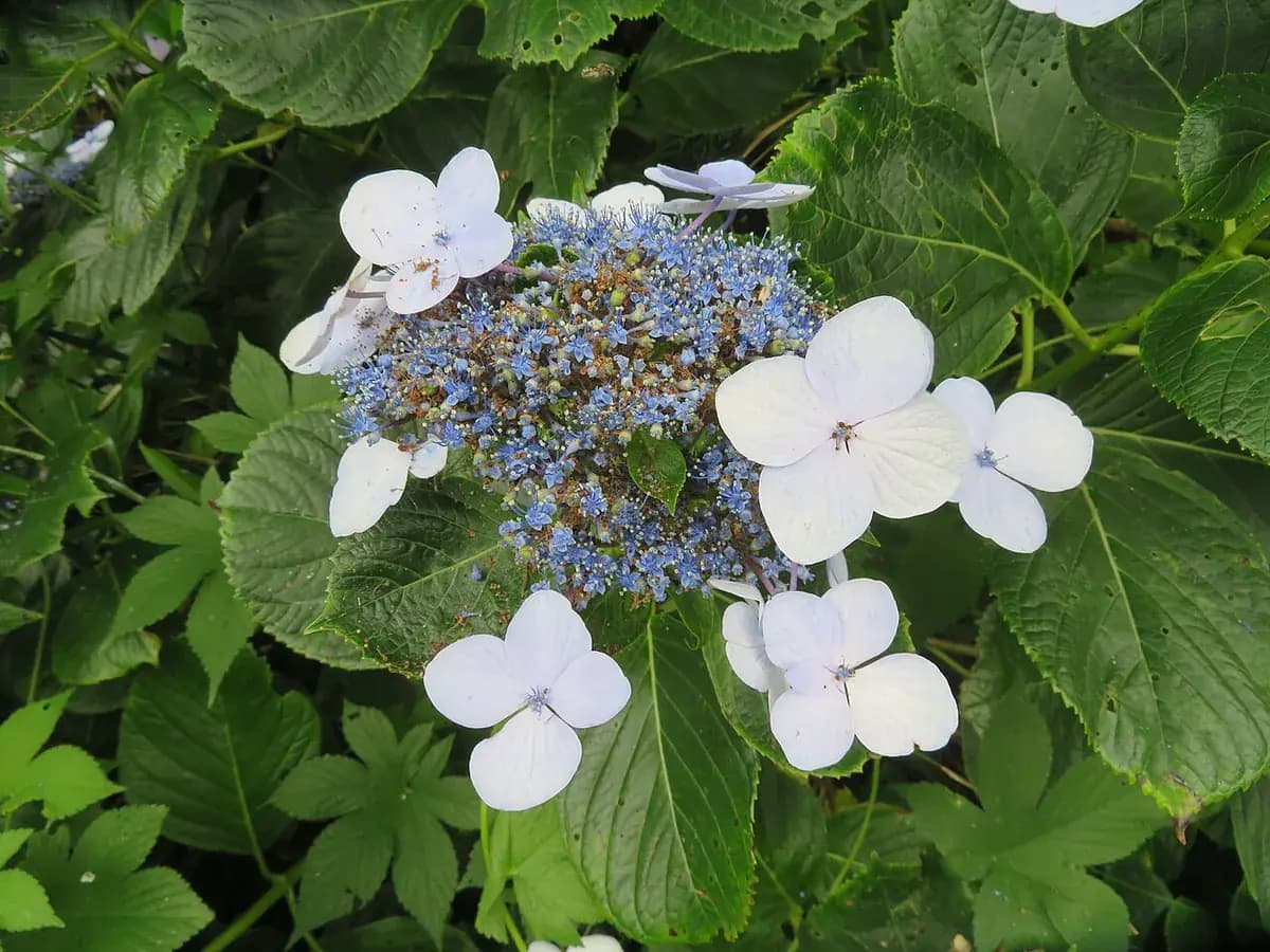 Hortensia — foto real