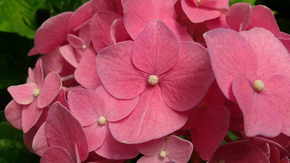 Hortensia — foto real