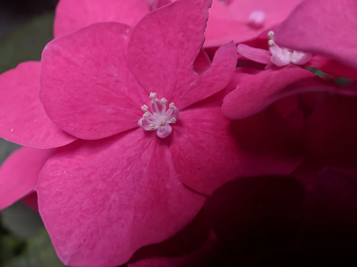Hortensia — foto real